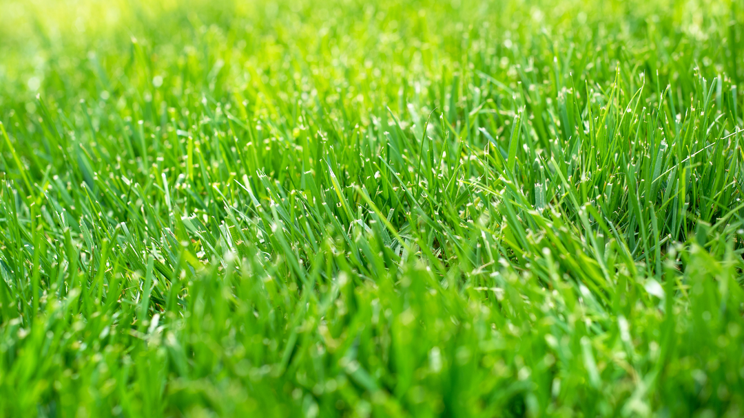Beginners Guide To A Healthy Lawn | Fence Armor