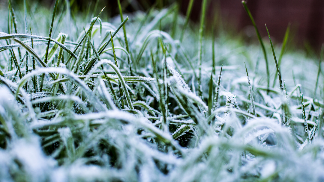 Caring for Your Lawn in Winter