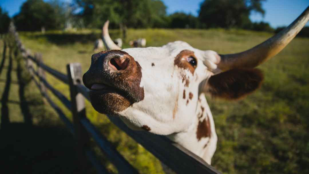 How Post Collars Protect Farm Animals And Posts