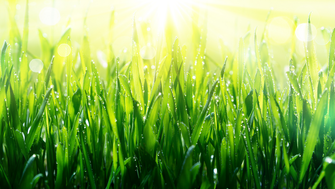 Spring Into Aeration | Fence Armor