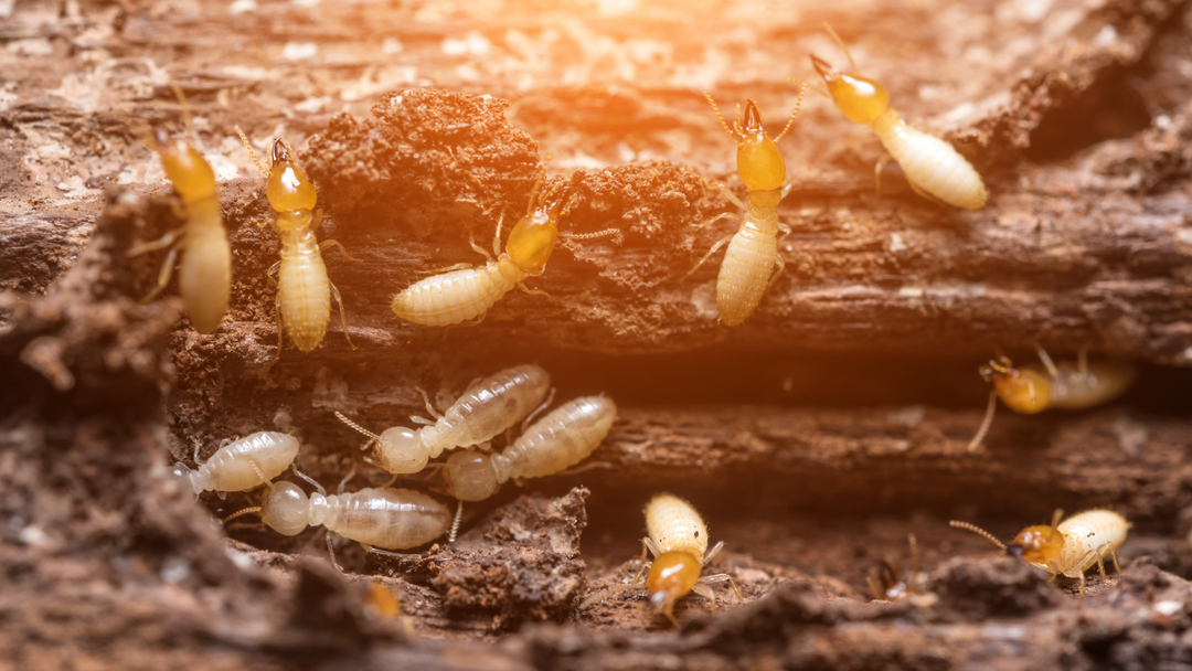 Termites: What they do and how Postsaver® stops them