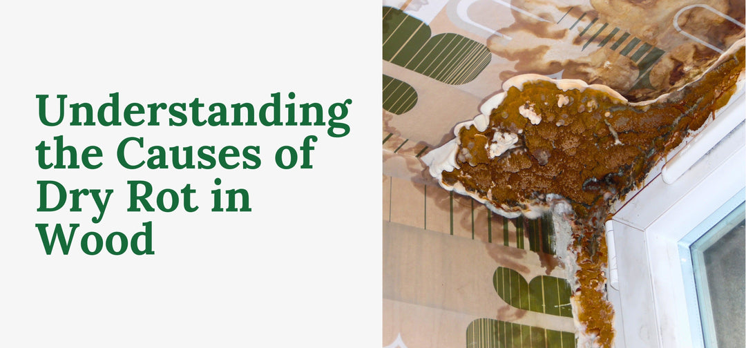 Understanding the Causes of Dry Rot in Wood