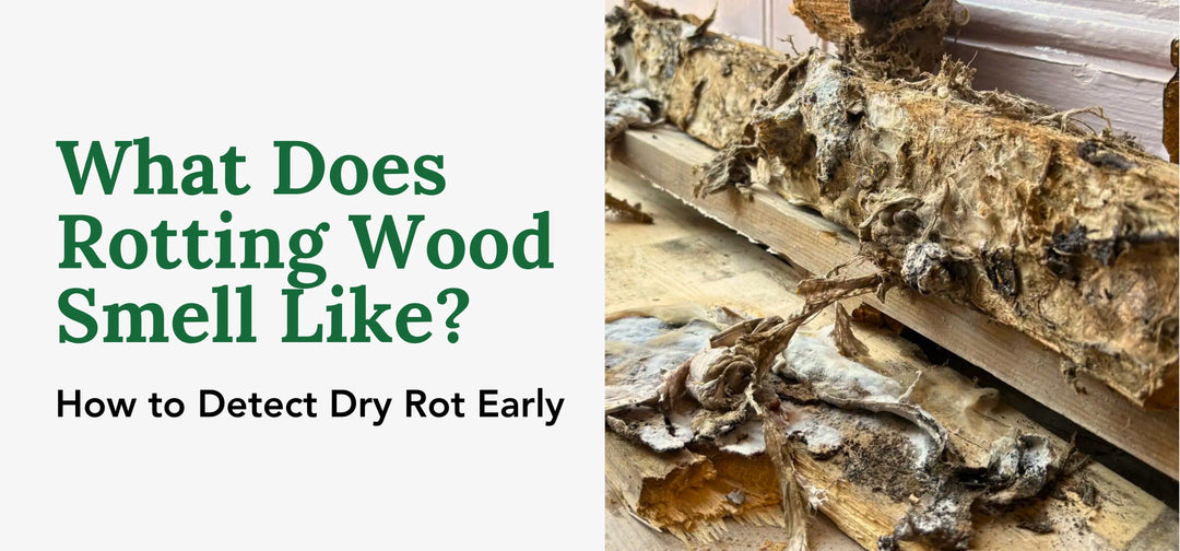 Detailed view of rotting wood, highlighting its cracked surface and mold, suggesting a strong, musty scent.