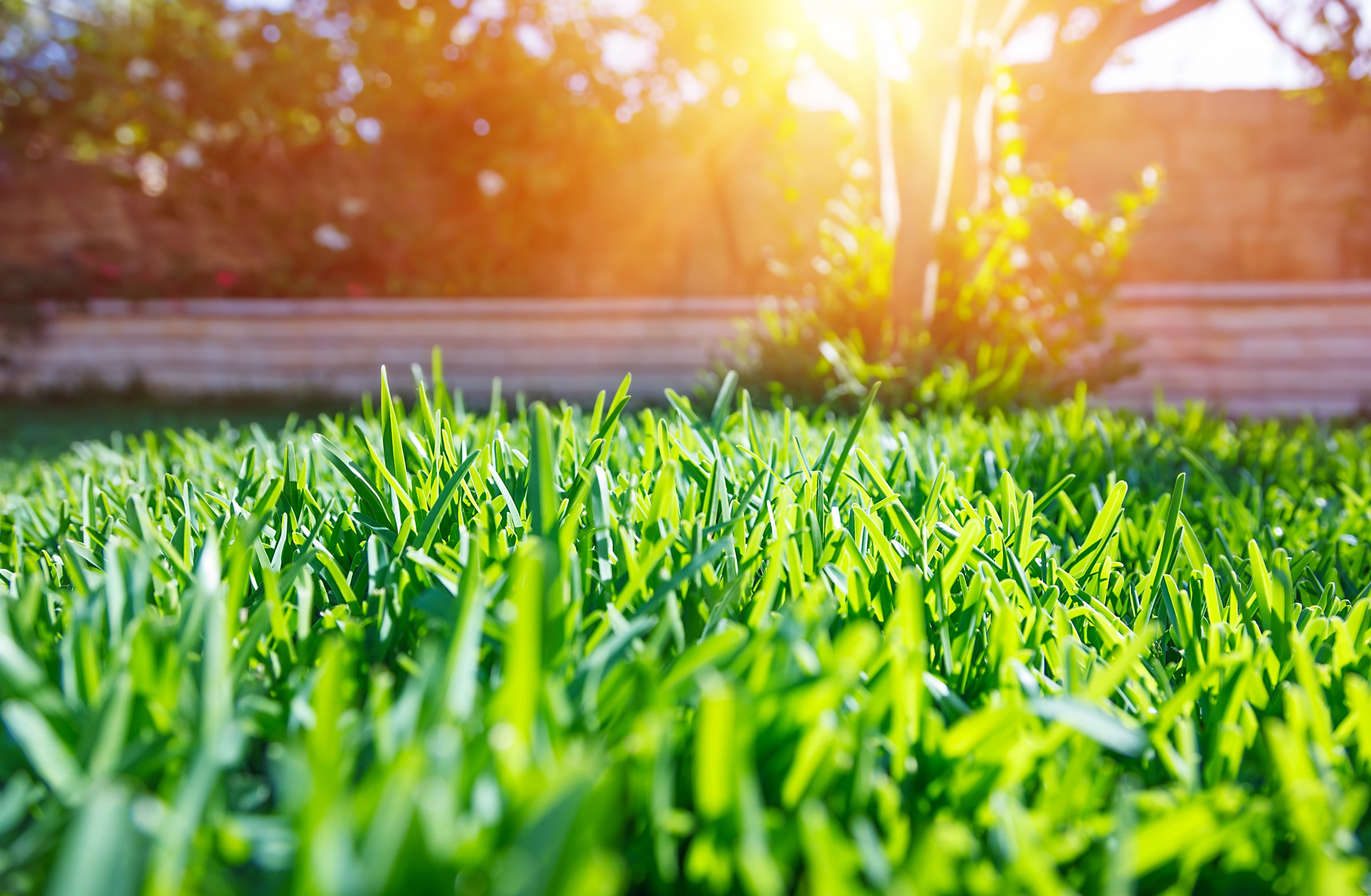 Lawn with sunlight